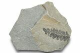 Pennsylvanian Fossil Fern (Neuropteris) Plate - Kentucky #252393-1